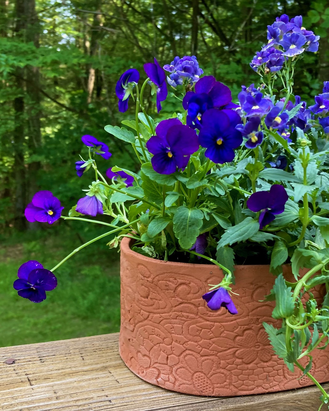 Hand made terracotta planter with blue flowers
